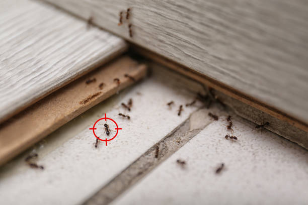 Best Termite Control Services  in Edgewood, NM
