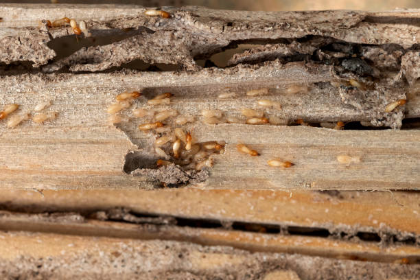 Best Pest Control Near Me in Edgewood, NM